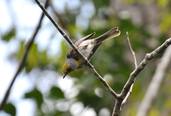 Setophaga pityophila