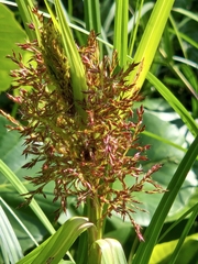 Sumatran Sedge (Scleria sumatrensis)