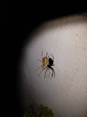 Araneus diadematus