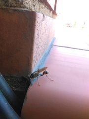 Sceliphron curvatum