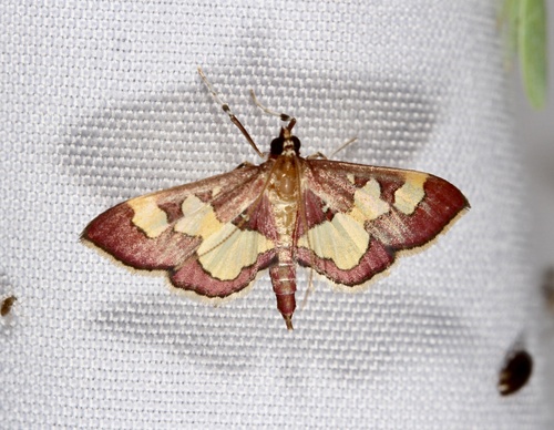 Distinguished Colomychus photo 4