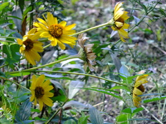Helianthus