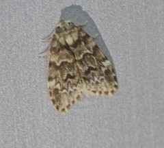 Scaphidriotis xylogramma