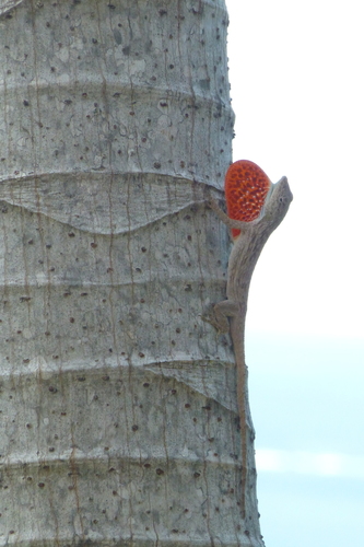 Charles Myers Anole
