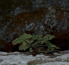 Heuchera missouriensis