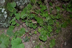 Heuchera missouriensis