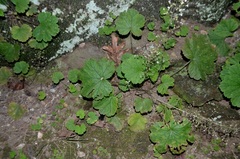 Heuchera missouriensis