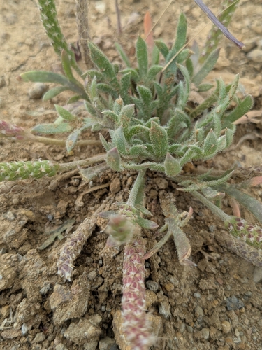 Welden's Plantain (Plantago weldenii)