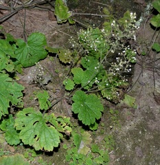 Heuchera missouriensis