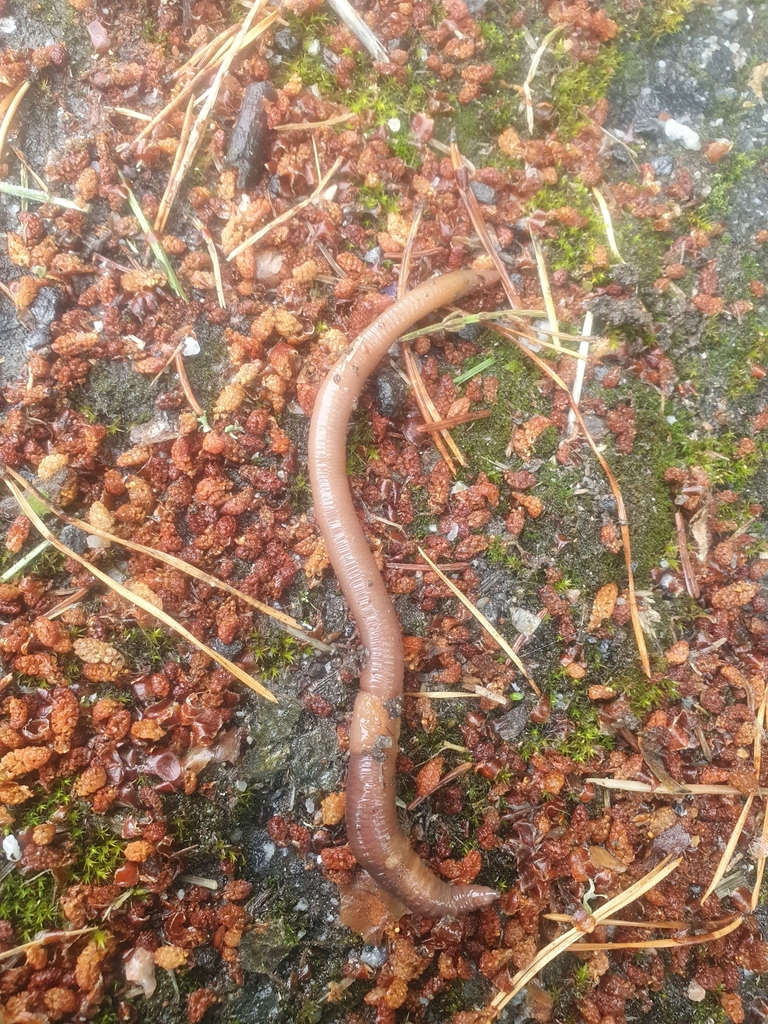 Lumbricus terrestris