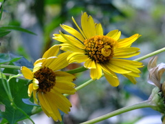 Helianthus