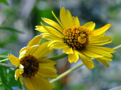 Helianthus