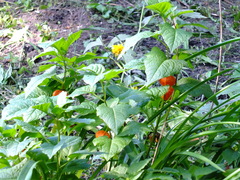 Alkekengi officinarum