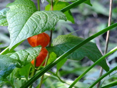 Alkekengi officinarum