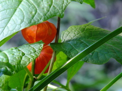 Alkekengi officinarum