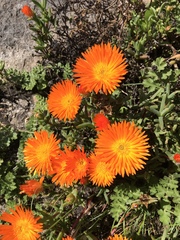 Lampranthus aureus