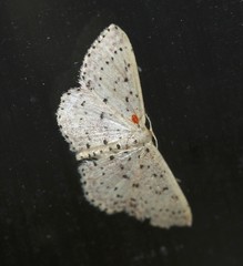 Idaea punctatissima