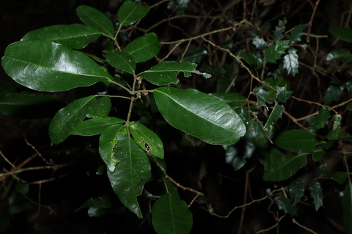 Croton acronychioides, 2025-07-06