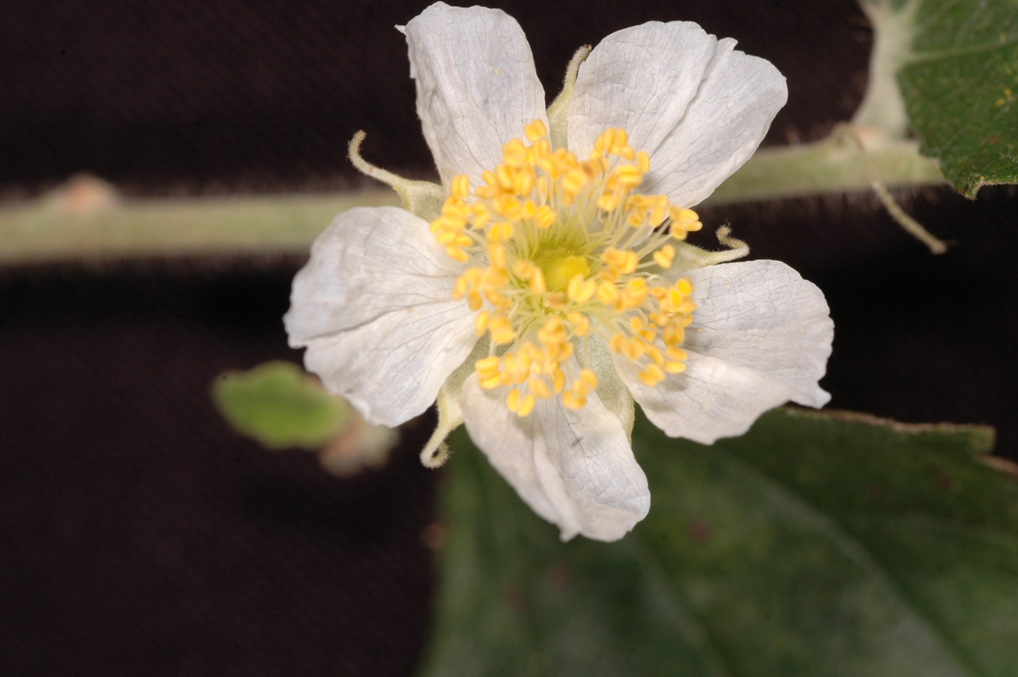 Muntingiaceae