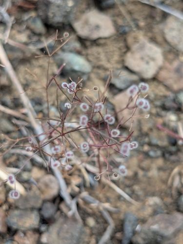 Bristle-like Bedstraw (Galium setaceum)