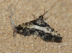 Nacoleia amphicedalis