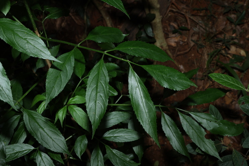 Sambucus australasica (Sambucus australasica)