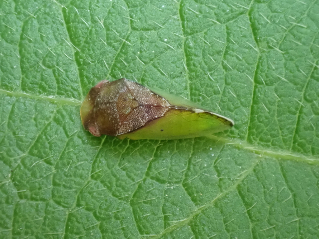 Yelahanka shillongensis