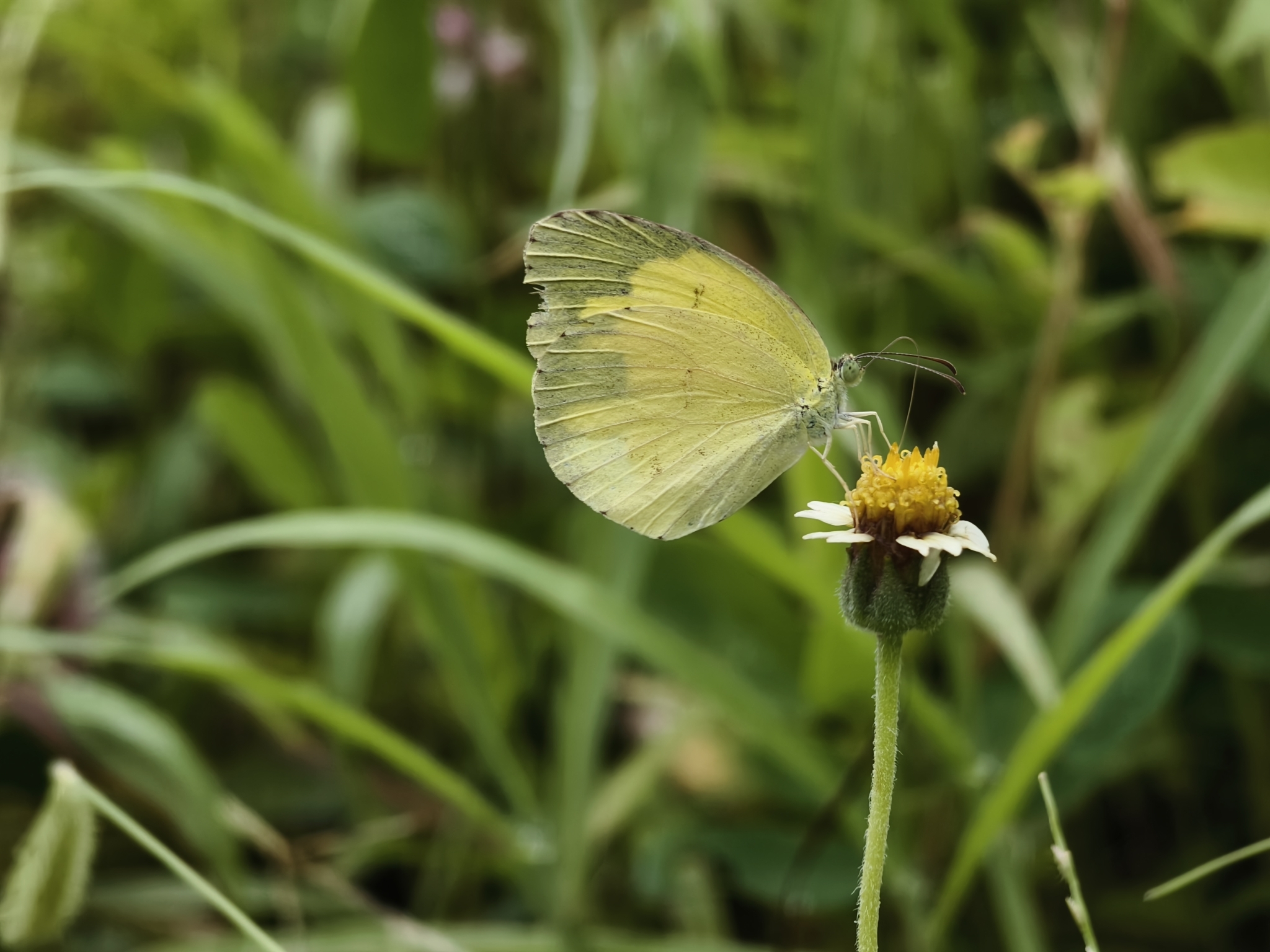 Common Grass Yellow