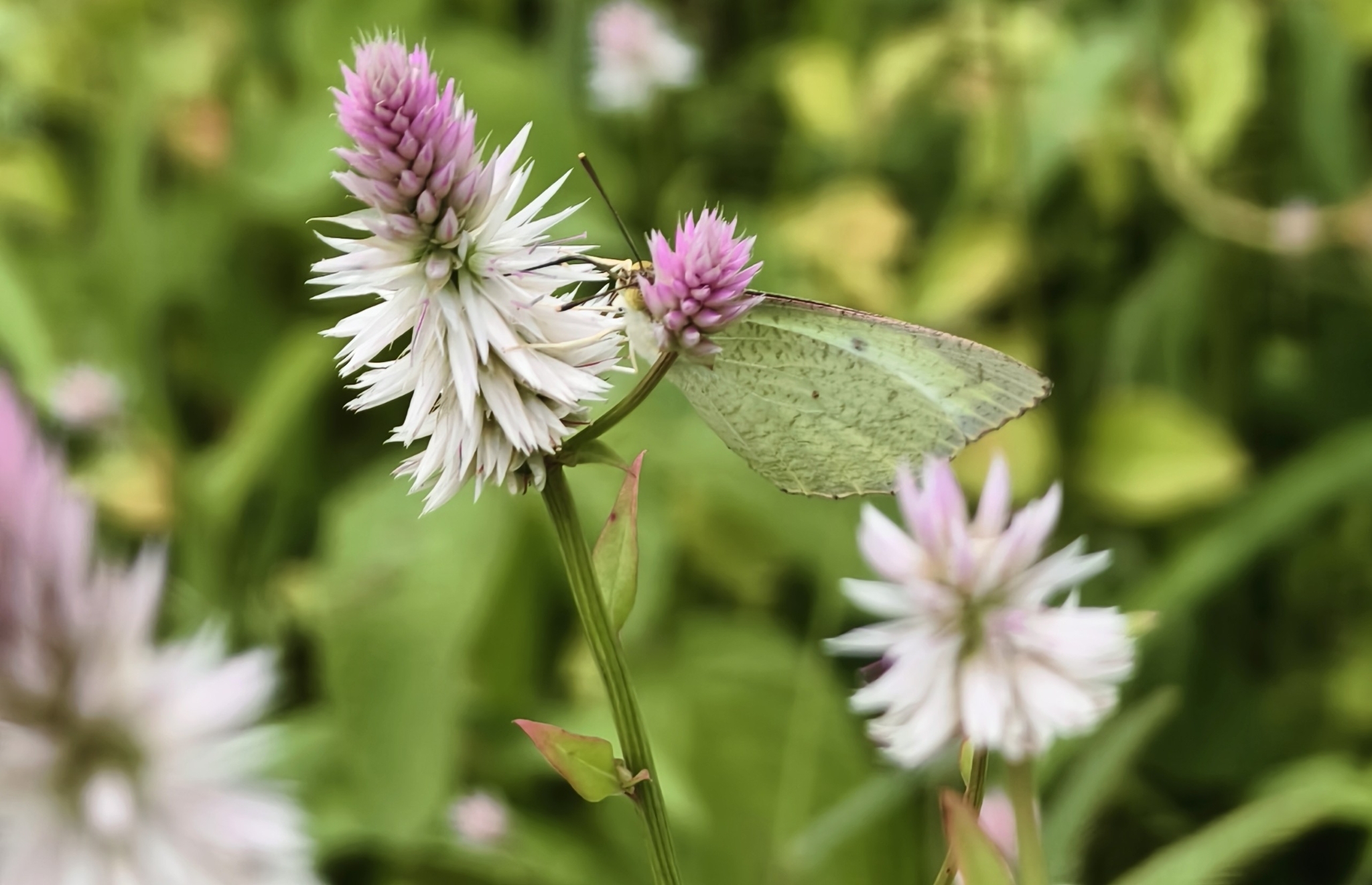 Mottled Emigrant