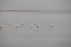 Phoenicopterus roseus
