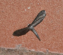 Protoproutia laredoata