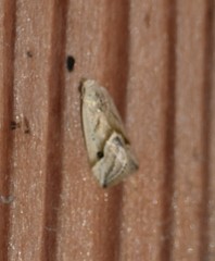 Micrathetis tecnion