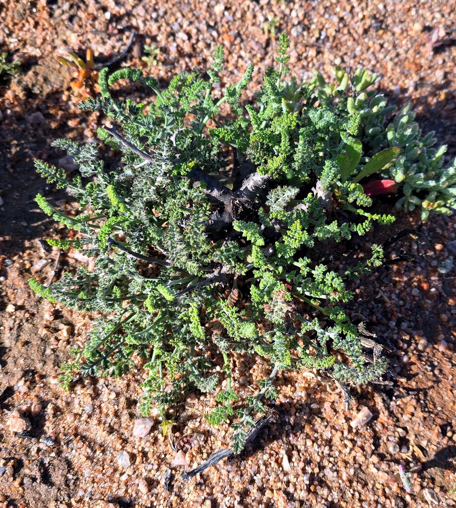 Succulent
