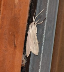Agaraea semivitrea