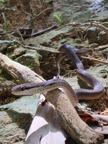 Liopeltis pallidonuchalis