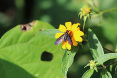 Cyananthrax cyanopterus