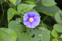 Ipomoea cardiophylla