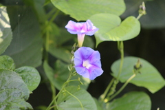 Ipomoea cardiophylla