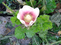 Alcea