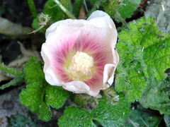 Alcea