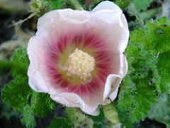 Alcea
