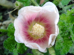 Alcea