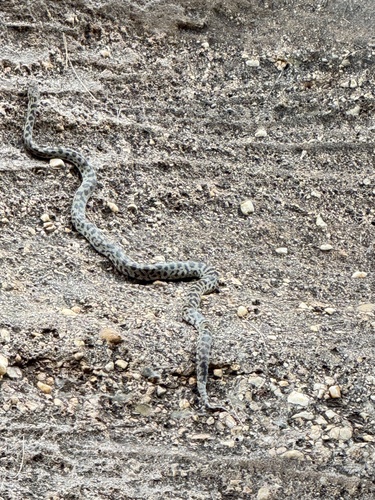 Spotted Python sighting