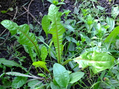 Taraxacum officinale