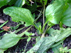 Plantago major