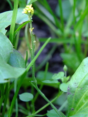 Sisymbrium officinale