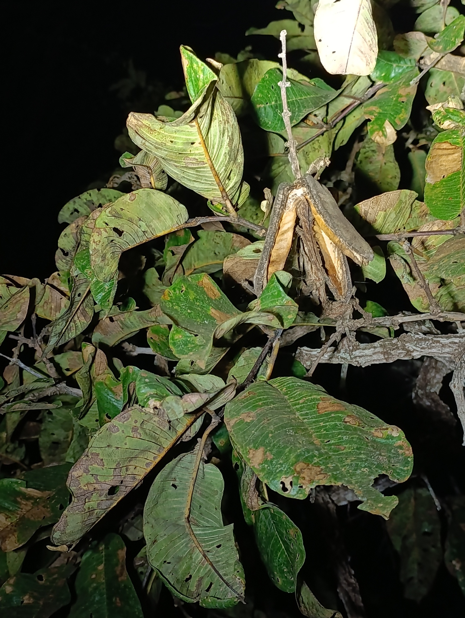 Qualea grandiflora