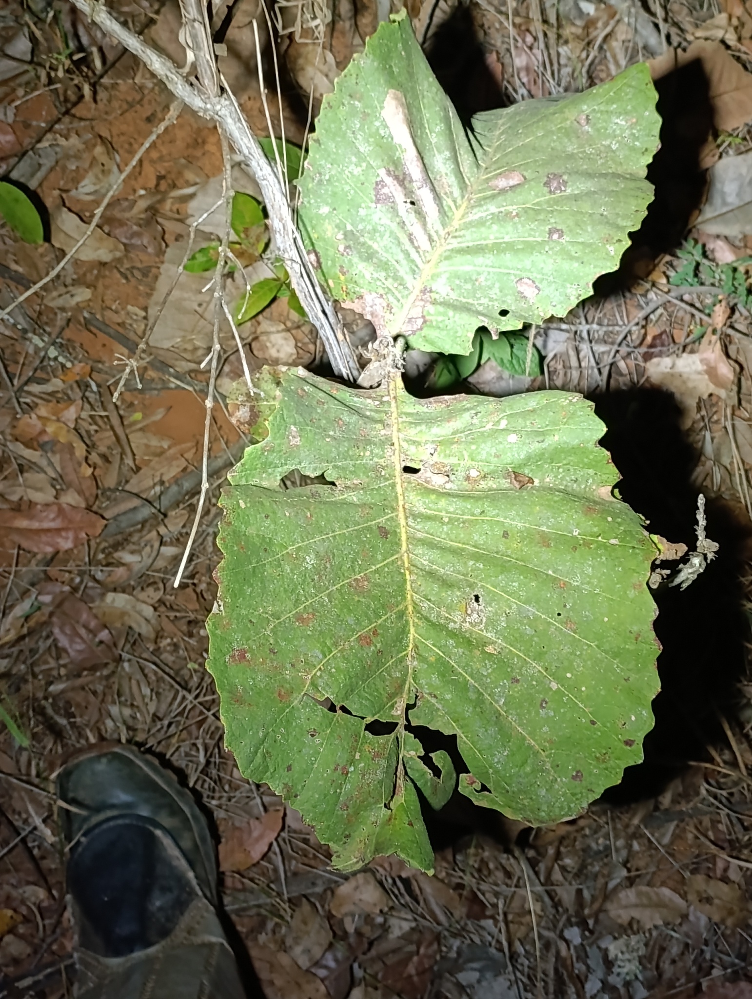 Curatella americana