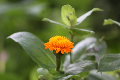 Lasianthaea macrocephala