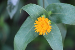 Lasianthaea macrocephala